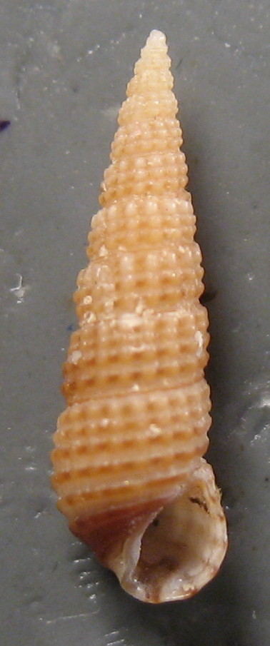 Cerithiidae: Gen. Bittium